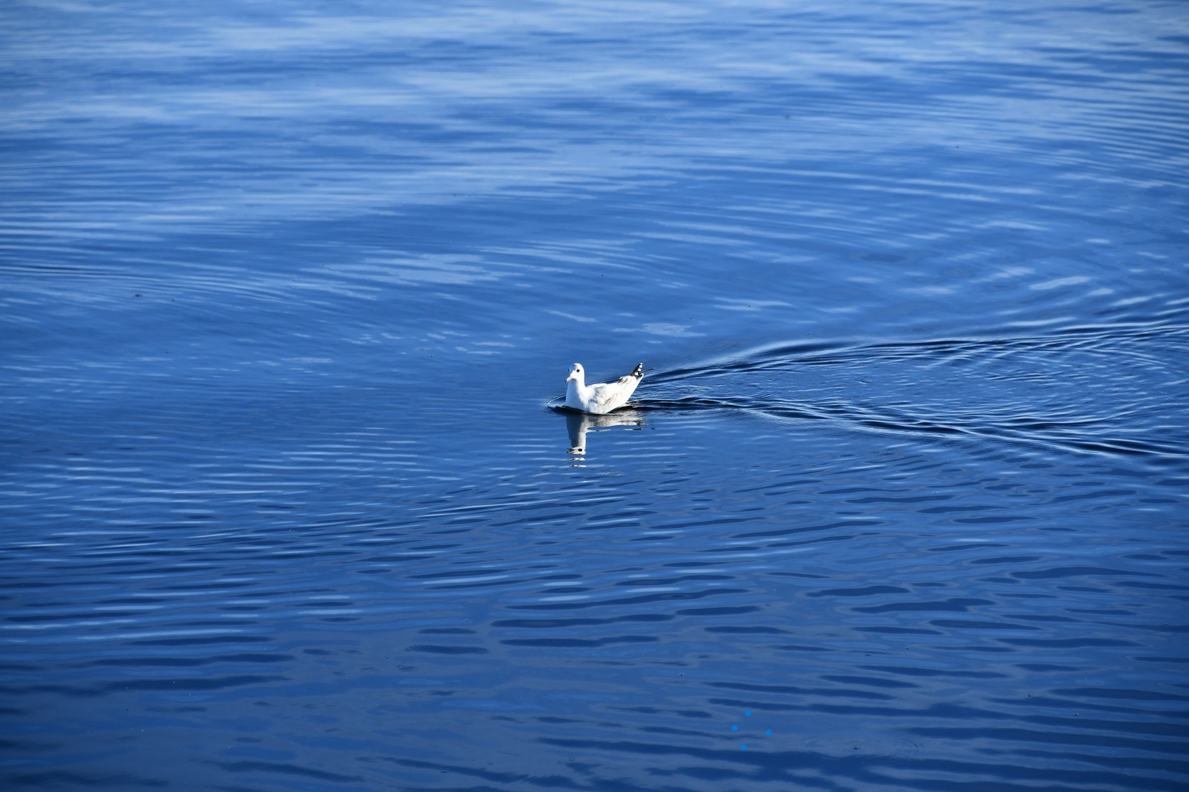 Aves Lago Argentino Calafate - foto 1