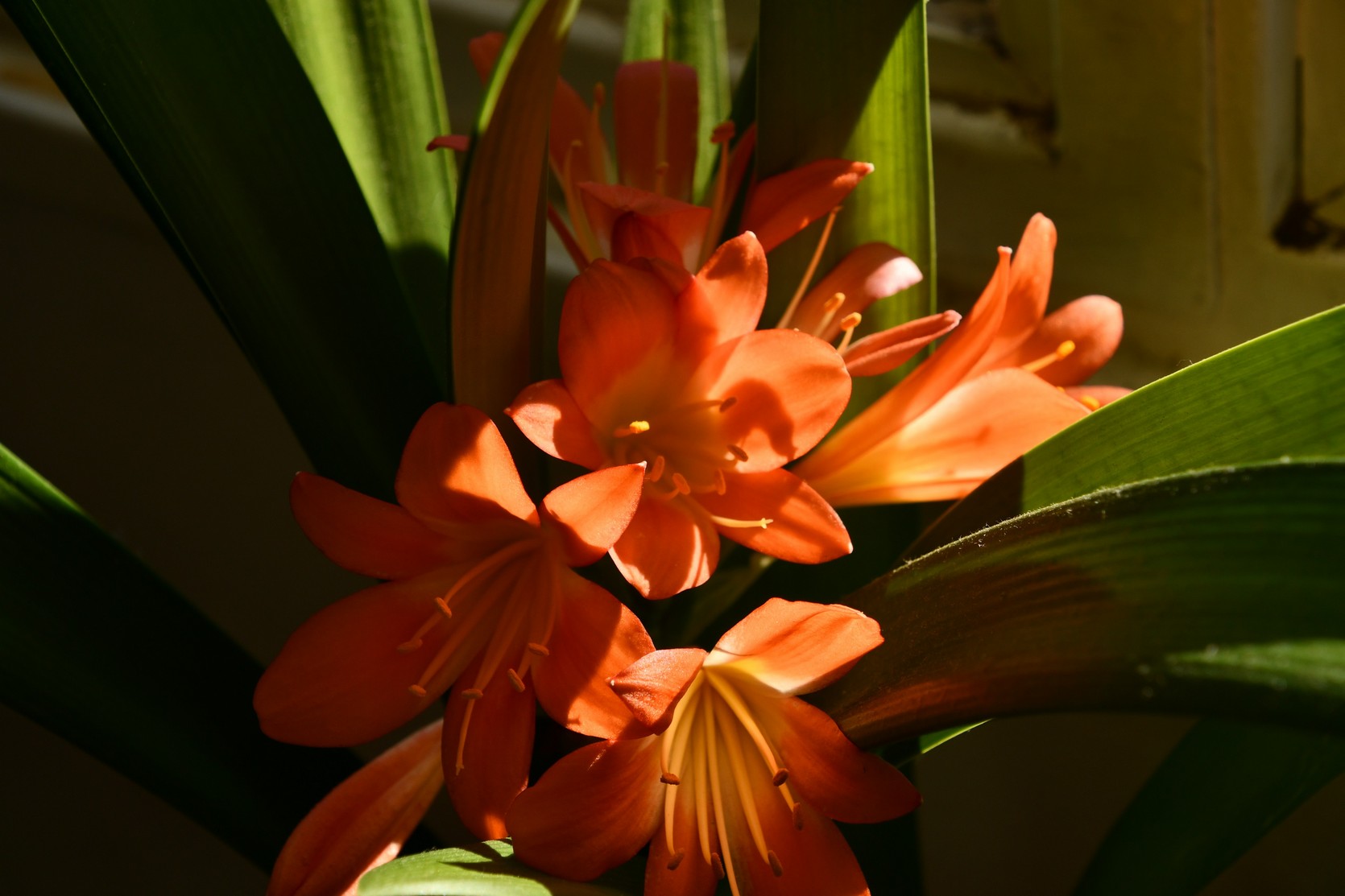 Flor - Calafate foto 16