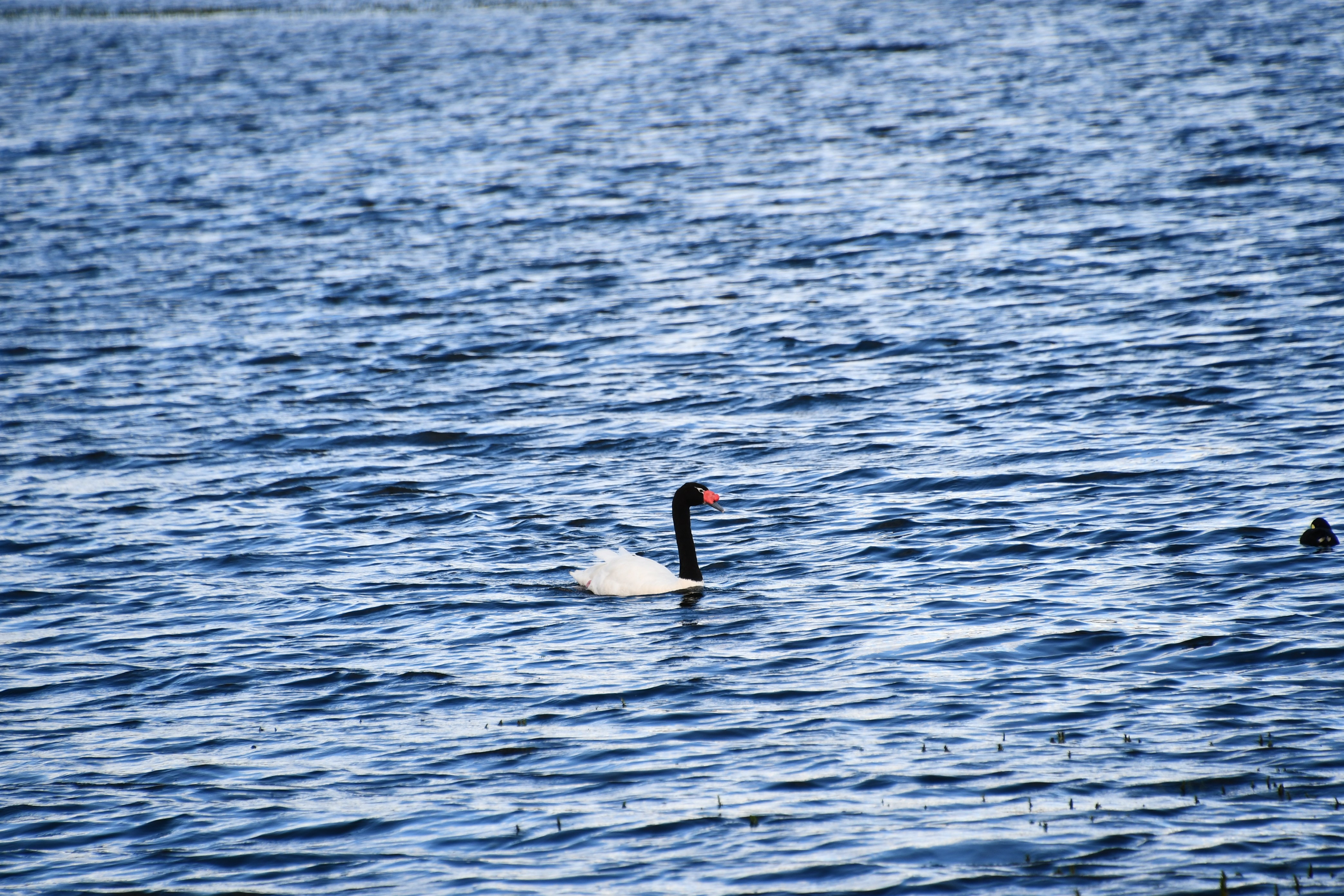 Calafate foto 10