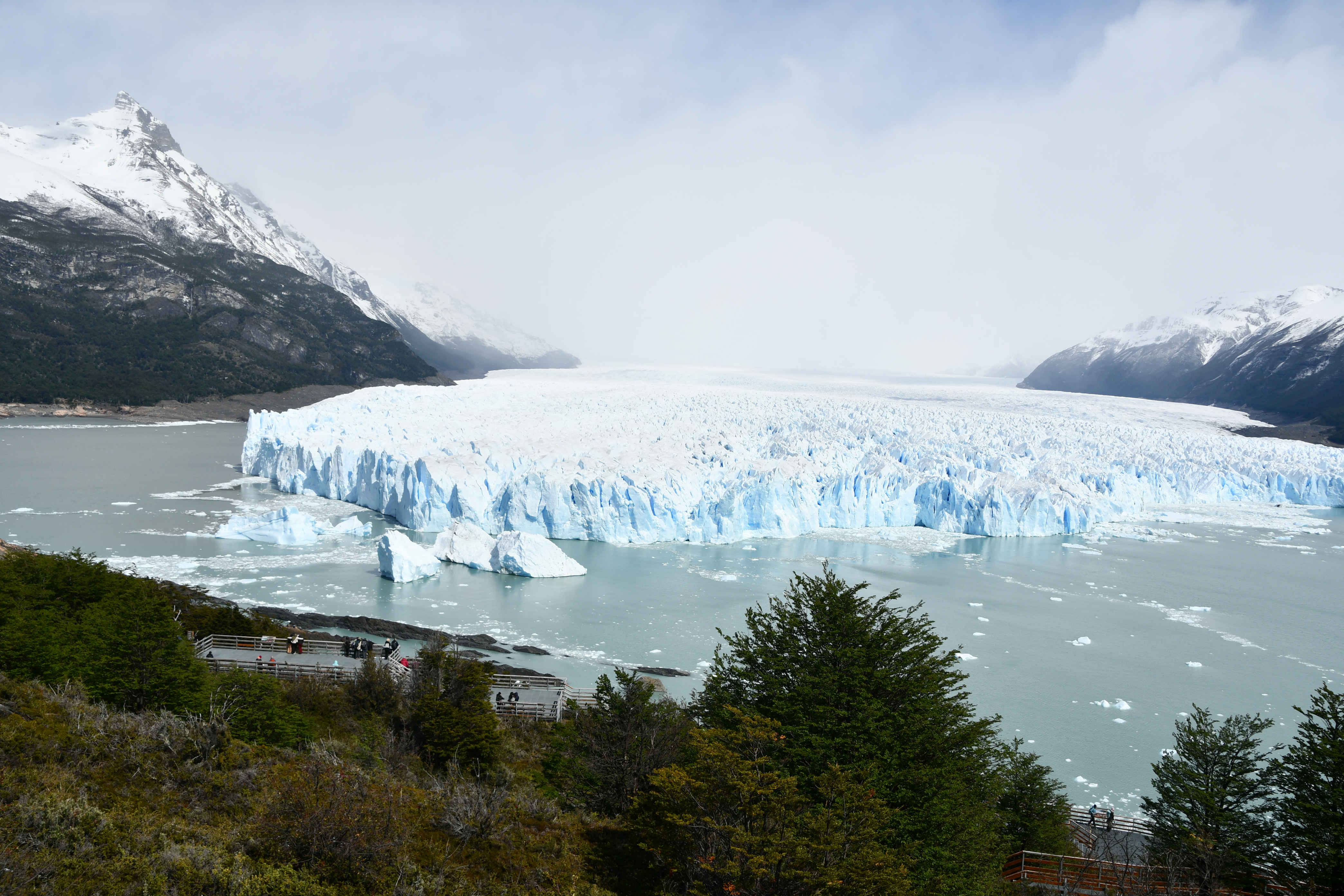 Calafate foto 4