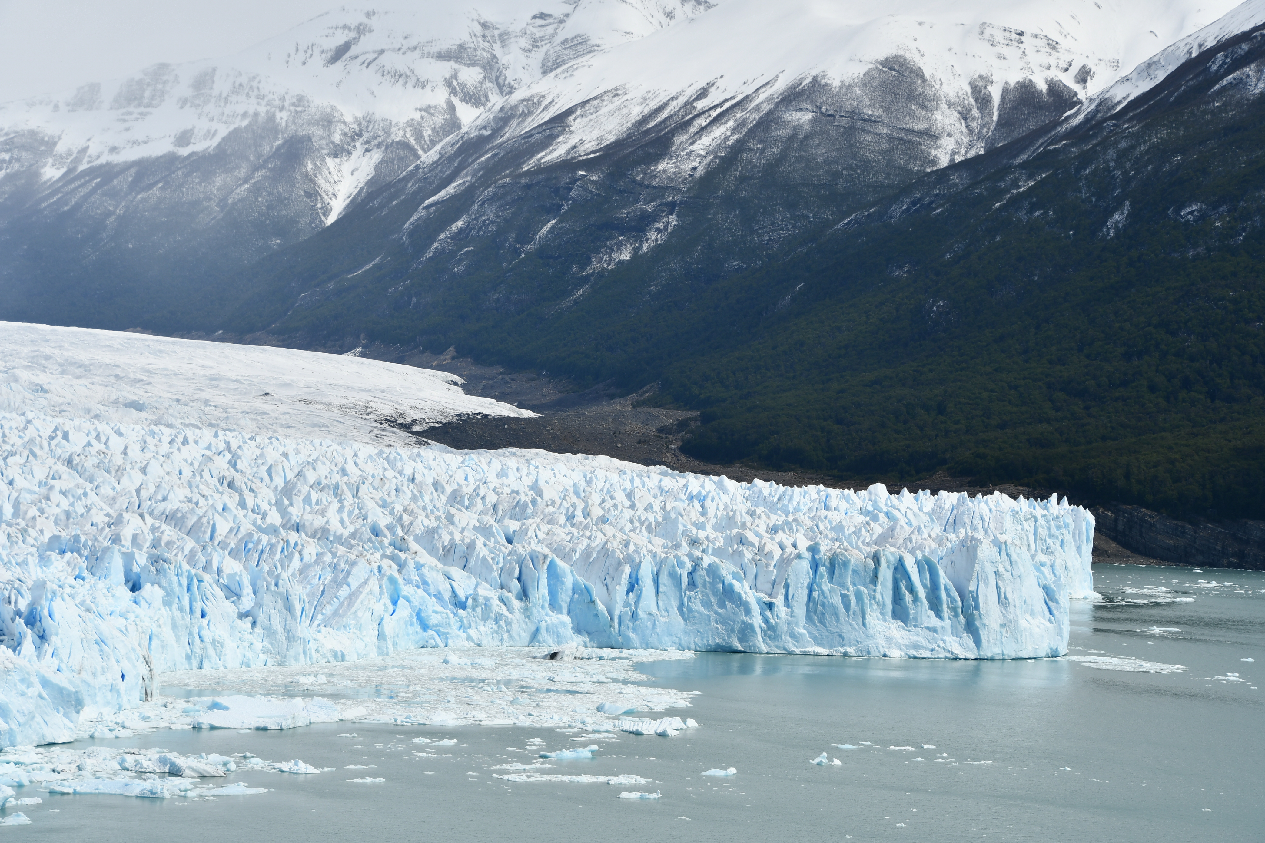 Calafate foto 5